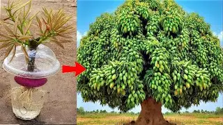 SUPER TECHNIQUE using onions and B1 medicine to propagate mango trees extremely quickly and effectiv