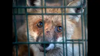 Leschenault Biosecurity Group Pest Management (Fox Trapping)