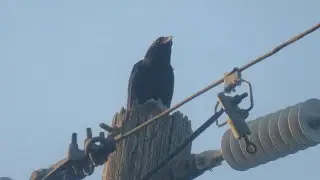 My Friend, Flying Ape The American Crow Or Common Raven 1