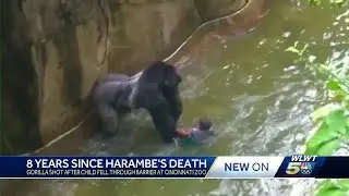 8 years since Harambe the gorilla shot, killed after child fell through barrier