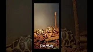 tortoise care for beginners!! enclosure