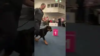 Bundessieger 2023  Henry
