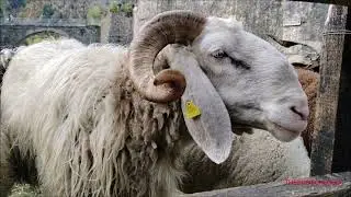 MONTONE, CAPRE E PECORE ALLA 36^ MOSTRA OVINA DI RAZZA SAMBUCANA A VINADIO (CN) DOM. 30 - 10 - 2022.