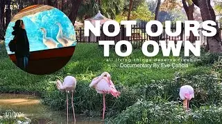 NOT OURS TO OWN : All Living Things Deserve Freedom [EP.1] Documentary By Eve Ca&ntilde;cia