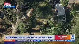 5 people hurt after tree falls down in Calabasas