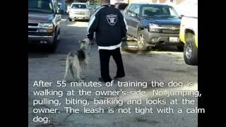 Dog Trainer Los Angeles