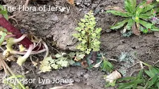 The Flora Of Jersey