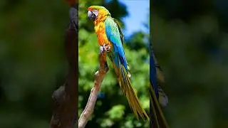 Parrot Sounds & Bird Songs in Central America Rainforest for Sleep, Study, and Relaxation