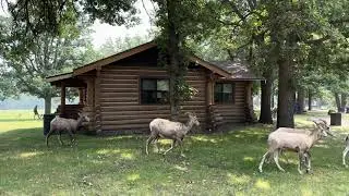 Custer State Park, State Game Lodge Cabins - Bighorn sheep walk right by😲