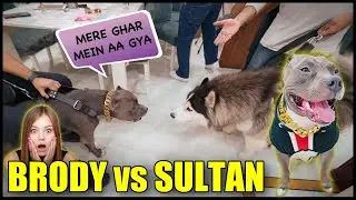 Brody ka Ye Roop Nai Dekha Hoga @PULKITvAmp American Bully Pitbull vs Husky Fight | Harpreet SDC