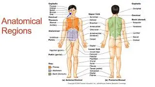The Language of Anatomy
