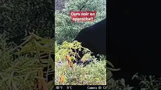 Ours noir &agrave; la cam&eacute;ra-espion