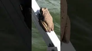 Mr Frog riding on the BOAT with us.