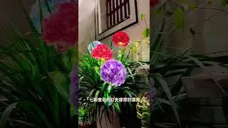 Solar Hydrangea Lamp #Thanks to the official for sending me to the hot list