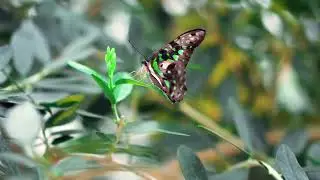 Spring Nature HD Video with Relaxing Background Music | No Copyright Free | Nature Vibes