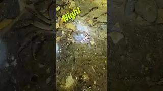 टॉर्चच्या उजेडात पकडली खेकडी | night crabcatching #kekda #chimbori #mudcrab #khekda #shorts #fishing