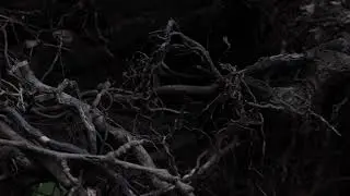 NEURONS OF A FALLEN TREE