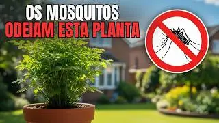 Pare de Comprar Repelente — Essas 10 Plantas Afastam Mosquitos de Verdade
