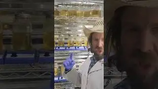 Simple Honey Liquid Culture Recipe for Mushroom Farming!🍄🍯🐝 #mushroom #farming #mycology #farm