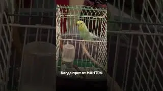 Попугай Путя поёт и танцует под мантры
