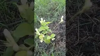 Jasmine tree experiencing chlorosis