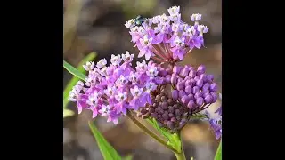 Garden Chat with Cathy Wegener 8 2020