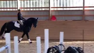 Picard Ster Sport Friesian Stallion performing flying lea changes@