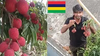 Mauritius 🇲🇺 part time job Kaisa hota Hai video jarur Dekho Volg