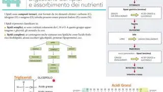 La digestione dei Lipidi