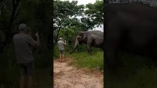 Kaavan getting breakfast and health check