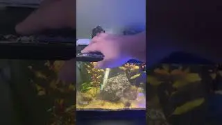 Neon Tetra 10G Planted Freshwater Tank Update #freshwateraquarium #plantedtank #plantedaquarium
