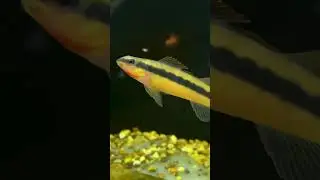 Meet the Tangerine Darter: A Tiny Stream Giant