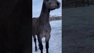 #horse +79277214909 мощный #продажалошадей #лошади #моялошадь #арабскиелошади #лошадки #природа