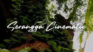 cinematic video of insects in the Bali forest | Balinese natural forest