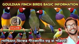 Gouldian Finch Birds Basic Information | গোল্ডিয়ান ফিঞ্চের শীতকালীন পরিচর্যা 🔥SAIKAT DA KONNAGAR