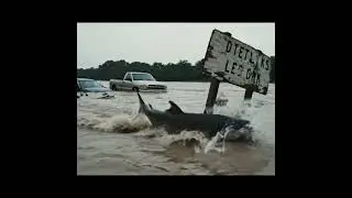World Record Fish Caught on camera during Flood! #fishing   #fish #naturelovers #FunnyAnimals