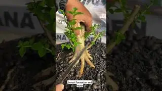 how to bonsai formation and style #shortsbonsai #bonsaistyle #bonsaifomation #bonsaitree #diybonsai