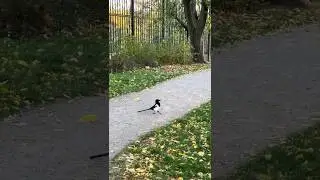 Magpie walking in the park. #magpies #cutebirds #funny birds