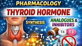 🔴Thyroid Hormone Synthesis , Analogues & Inhibitors With MCQs 