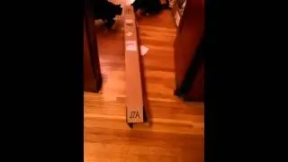 Cat problem solving skills
