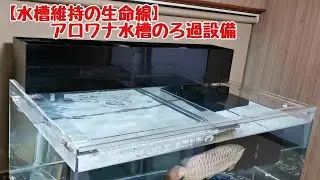 【水槽の命】アロワナ水槽のろ過設備を紹介！