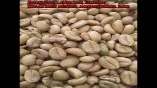 Robusta Vs Liberica Coffee - We Coffee Supplier From Indonesia Whatsapp +62822 2221 1225