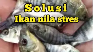 cara mengatasi ikan nila yang stres
