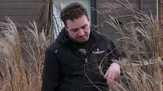 Reviving Miscanthus with a Winter Cutback | The Plant Store