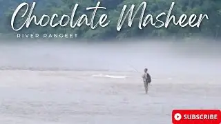 Chocolate Masheer fishing at the Great Rangeet River
