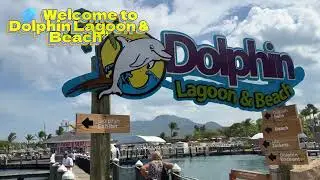 Dolphin Lagoon & Beach &ndash; Once in a Lifetime Experience! 🐬#shorts