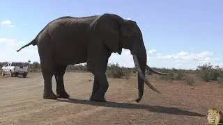 Close Encounter With A Big Tusker Called Ndlovane