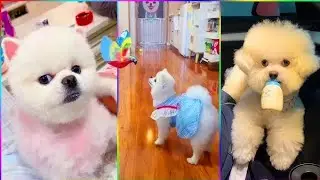 Fat dog Funny Videos on Tiktok #animal 💥🤔🤣