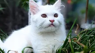 snow attacking a rat 🐸 #cat #catshorts #catvideos #rat #rathunt #tomandjerry
