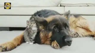 Tiny Kitten Meets a Husky for the First Time 🐱🐺💕#funny #cat #animals #trending #dog